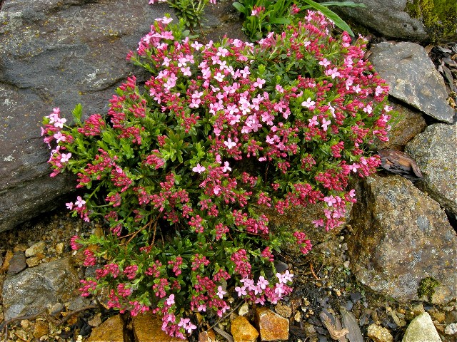 Daphne cneorum Alpine Garden Society